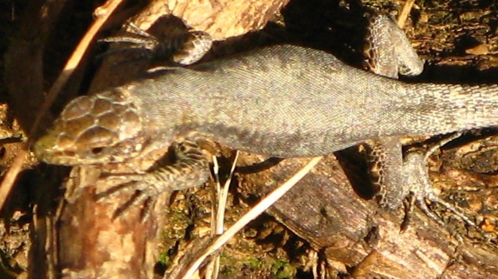 Lucertola da identificare